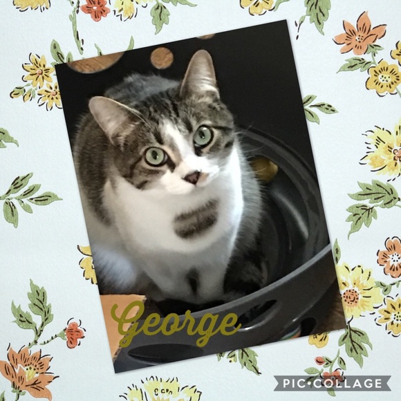 Meet your Posher, Christina (and my “kids”) - Picture 3 of 4